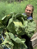 CTE Cabbage Competition
